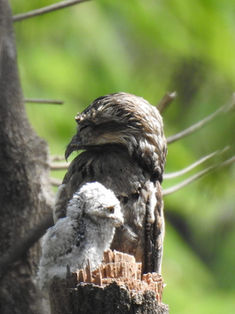 Pájaro estaca se deja ver con su cría