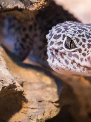 Hallazgo insólito: los geckos tienen un sexto sentido