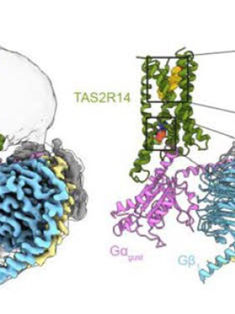 Descubren cómo percibimos el sabor amargo de los alimentos