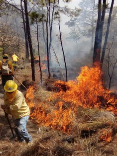 Quemas provocan casi la mitad de incendios forestales