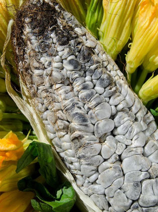 Conocer el ciclo de vida del huitlacoche permite tener una mayor productividad en su cultivo