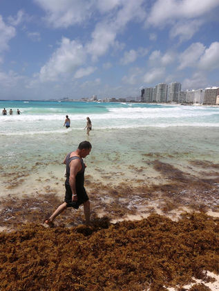 Quintana Roo registra primeros recales masivos de sargazo
