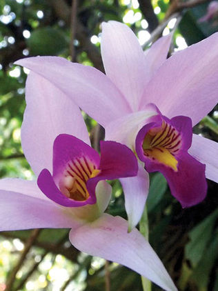 Producen orquídeas para evitar extinción 