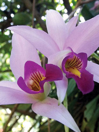 Producen orquídeas para evitar extinción