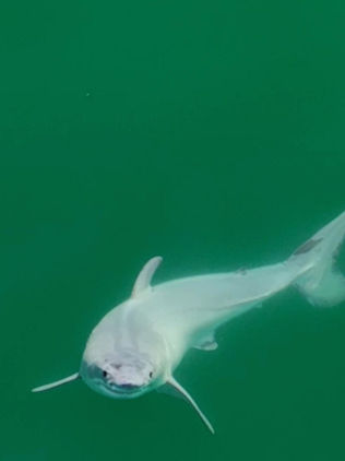Avistado y grabado por primera vez un tiburón blanco recién nacido
