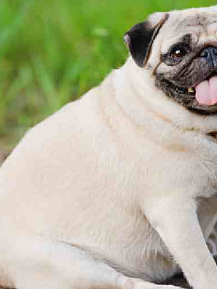 La ciencia avanza en el diagnóstico preciso de la obesidad en mascotas