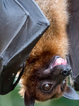 Hallan restos de un vampiro ‘draculae’ gigante de 100.000 años en una cueva en Argentina