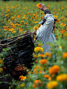 Campesinos afrontan costos y clima para cultivar el cempasúchil