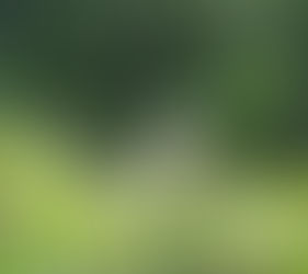 Cacería desplaza especies locales