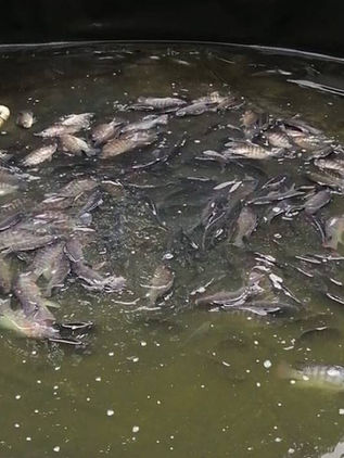 Chiapas continúa con buenos números en producción de Tilapia