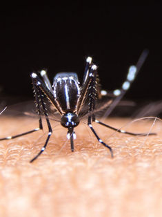 Chiapas, con 21 por ciento de casos de dengue a nivel nacional