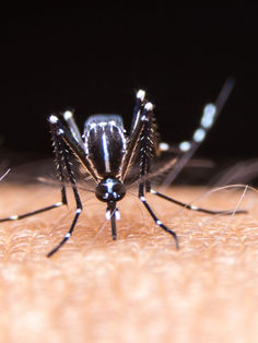 Chiapas, con 21 por ciento de casos de dengue a nivel nacional