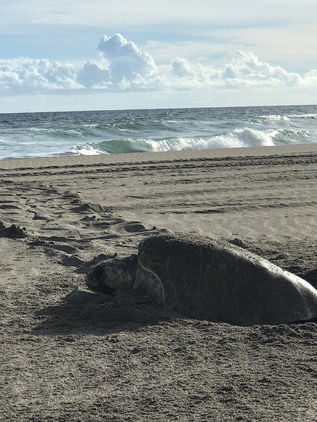 En puerta el 2º Festival Ambiental de la Tortuga Marina