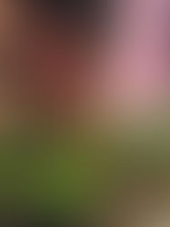 Las nuevas habilidades de Elisa 