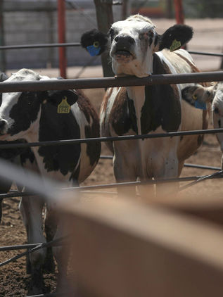 Productores confían en la pronta reapertura de exportaciones de ganado a EUA