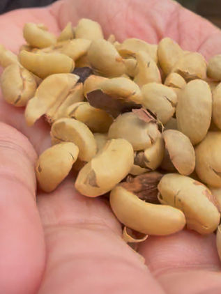 Chiapas, la tierra del café