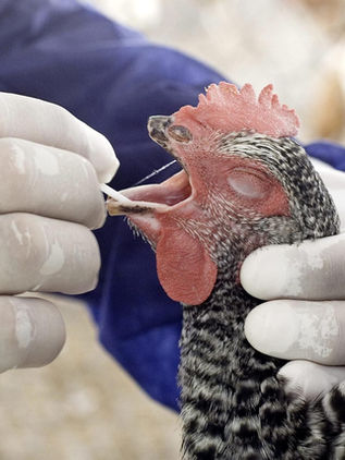 EUA reporta la primera muerte por gripe aviar en el país