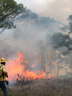En cuatro meses, se registran más de dos mil incendios forestales en México