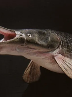 Pescador captura un pez cocodrilo considerado como un “fósil viviente”