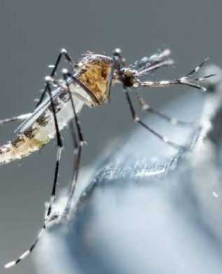 Chiapas, cuarto lugar nacional en dengue