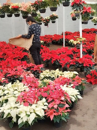 Llegó la navidad a los viveros chiapanecos