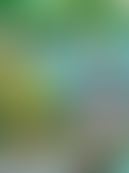 Los secretos del camuflaje y el color: un experimento global desafía las reglas de la evolución