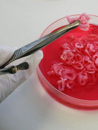 Reino Unido, primer país europeo en autorizar la venta de carne cultivada en laboratorio