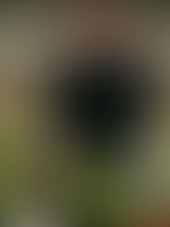 Fallece por covid-19 exfutbolista mexicano Aarón Padilla