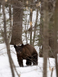 Trump levanta restricciones para cazar osos y lobos en Alaska