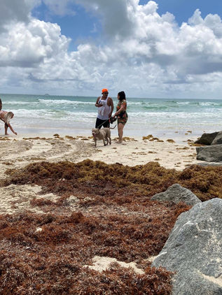 El sargazo podría revolucionar la próxima generación de televisores de pantalla plana