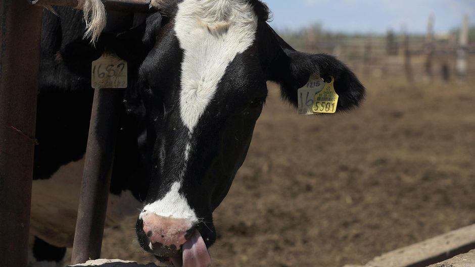 Detectan primer caso de gusano barrenador del ganado en Michoacán