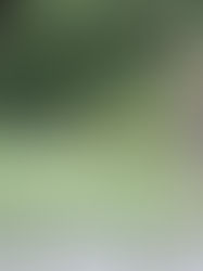 Las jirafas saben "calcular" dónde está su comida favorita