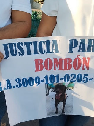 Chiapas, único estado sin tipificar maltrato animal