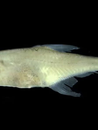 Descubren en el Amazonas colombiano una nueva especie de pez miniatura