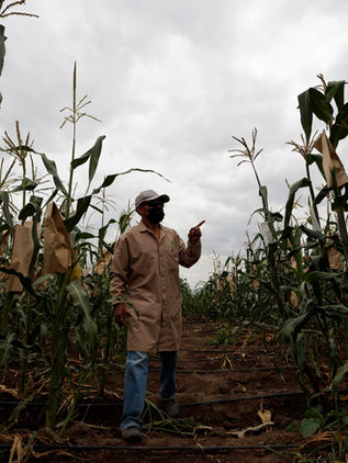 Campesinos advierten de la disminución de 4 millones de hectáreas de siembra en 2023