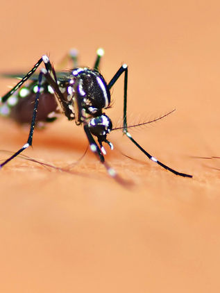 Sigue alerta por dengue; en breve concluirá periodo de alta transmisión