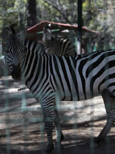Desaparecen, venden y sacrifican a animales de zoológico de Chilpancingo