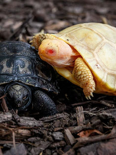 ¡Esperanza restaurada! nace primera tortuga gigante albina 