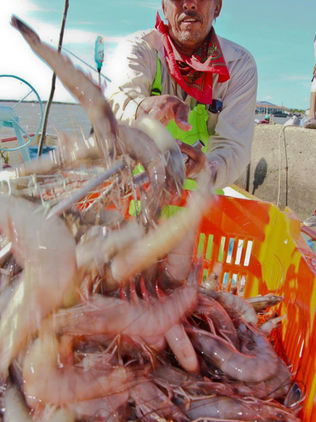 Levantan veda para la pesca de camarón en océano Pacífico