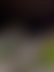 Ventas de autos registran caída drástica en Chiapas