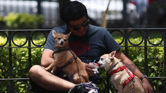 Perros genio: tu mascota puede aprender palabras al escuchar conversaciones
