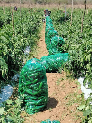 Los campesinos empobrecidos de Guerrero engrosan la fila de jornaleros en México