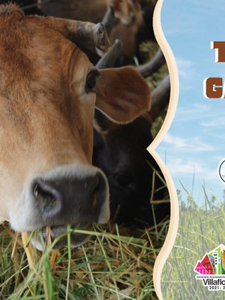 Villaflores realizará 1er Tianguis Ganadero 