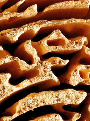 Las termitas siguen una simple regla arquitectónica para sus nidos