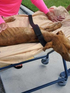 Perro sobrevive un mes bajo escombros tras paso del huracán ‘Dorian'
