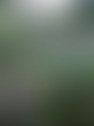 Hach Winik: La semilla del futuro que los jóvenes lacandones siembran en la selva