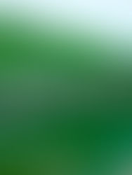 Oruga de la mariposa skipper brasileña tiene la piel translúcida y se puede ver todo su interior