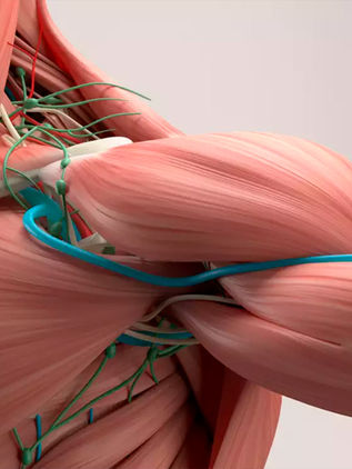 Buscan regenerar nervios y músculos con seda araña