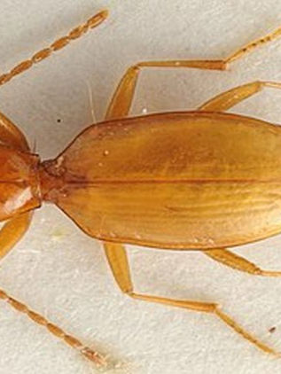 El escarabajo que homenajea a Hitler seguirá llamándose así