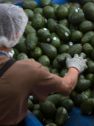 Aguacates de exportación "fomentan deforestación" y vulneran derechos